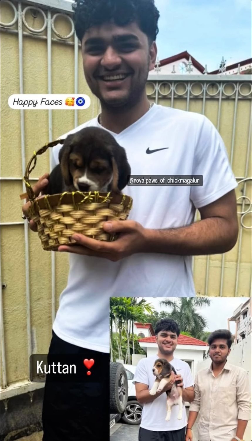 Beagle puppy in a basket at Cimarron Kennel